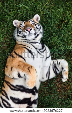 Portrait of a Amur tiger, also known as the Siberian tiger, on a grass in summer day. Royalty-Free Stock Photo #2023676327