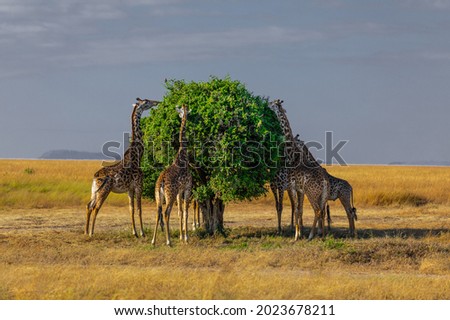 Tallest of the herbivores, The African Giraffe Royalty-Free Stock Photo #2023678211