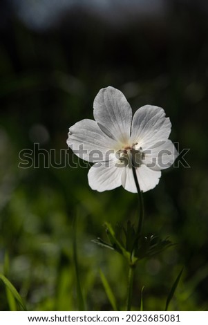 Close up of a beautiful, wild white single  Anemone growing in wooded areas and open meadows in Israel
