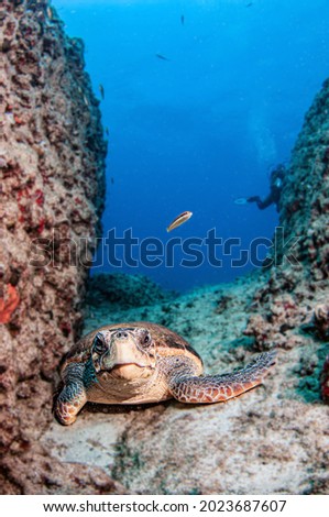 Picture shows a Turtle during a dive at Kas, Turkey