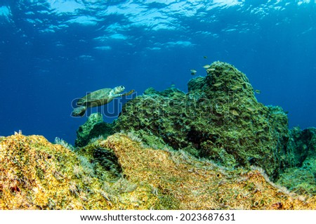 Picture shows a Turtle during a dive at Kas, Turkey