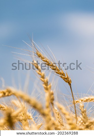 Wheat field with selective focus against blue sky background. 