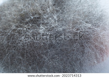 Mold background. Macro shot of mold. Mold spores in agar-agar. A mold or mould is a fungus that grows in the form of multicellular filaments. Royalty-Free Stock Photo #2023714313