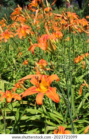 Bright orange tiger lily growing in the sunny summer flower garden.