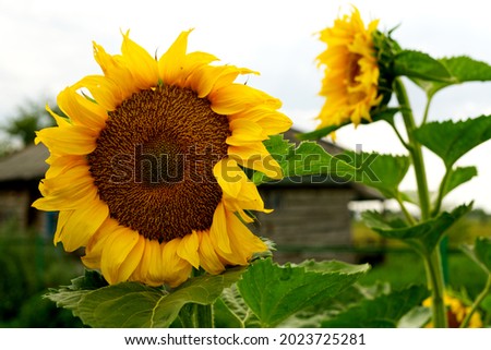 Sunflowers are close in summer. The sky is in the background. A summer day. Soft light.