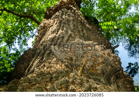 bottom view, large tree with structural bark and green leaves, in summer