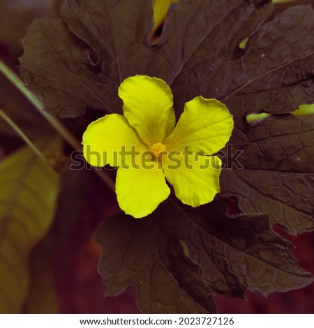 This a beautiful flower background and wallpaper. Close picture of flower. A yellow beautiful flower in green plant. Vintage look picture.     