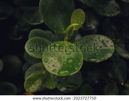 wet banyan leaves after rain