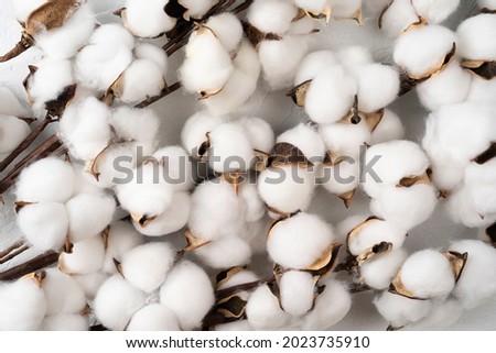 Tree branch with cotton flowers on white background, Cotton flowers isolated on white background, top view flat lay Royalty-Free Stock Photo #2023735910