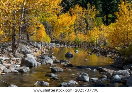 Creek in California near highway 4 in the Eastern Sierras side, down from Ebbets Pass, featuring the reflection of the yellow cottonwood leaves in the water Royalty-Free Stock Photo #2023737998