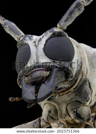The Longhorn Beetle Rosenbergia Vetusta