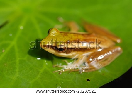 water frog in the pond