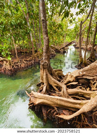 root or branch of tree beside water in forest, natural green scene with root or branch of tree in spring season in forest
