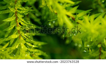 Water on leave background, Green leaf nature 
