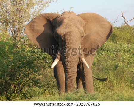 Kruger National Park, South Africa Royalty-Free Stock Photo #2023767026