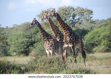Kruger National Park, South Africa Royalty-Free Stock Photo #2023767038