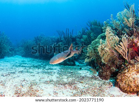 Picture shows a nurse shark during a scuba dive at Belize