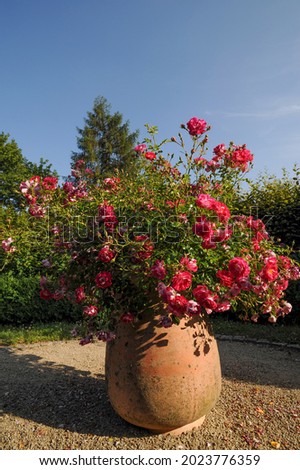 Large terra cotta flower pot with red roses
