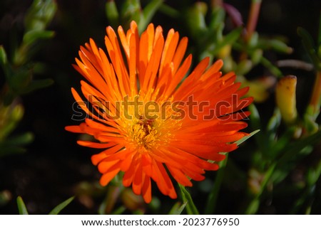 Orange wildflower african daisy, South Africa Royalty-Free Stock Photo #2023776950