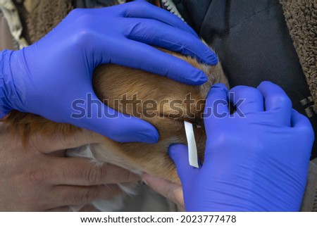 Diagnostics of the affected sore eyes in a puppy, tests with reagent
