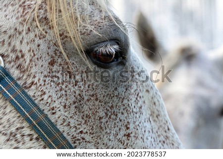 Beautiful eye of a rare horse