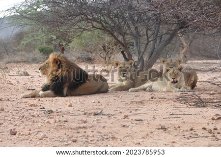 Lion pride of Africa - Namibia 