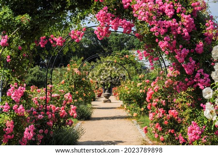 Idyllic park with roses on the rose arch, pavilion, paths and fountain
