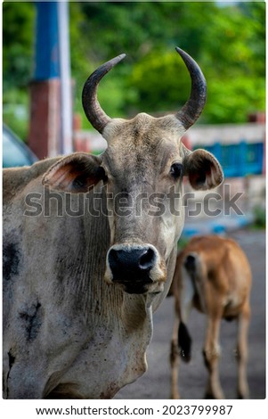 A closeup picture of cow.