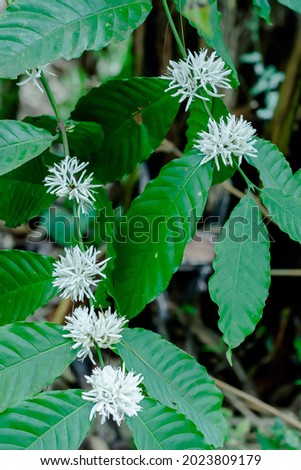 coffee flower blooming on the tree in the morning