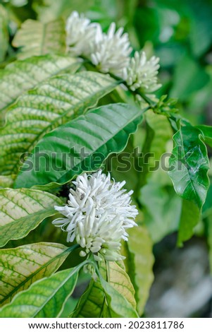coffee flowers that are still buds and blooming on the tree in the morning 