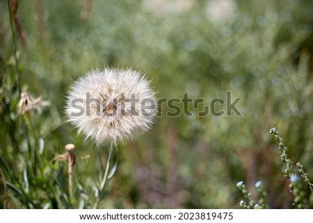 A large dandelion flower has gone into the seed phase.