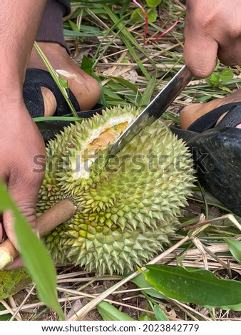 Thai durian was pierced by animals to eat yellow seeds.