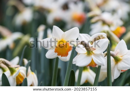 Spring flowering in the park of Villa Taranto in Verbania on Lake Maggiore