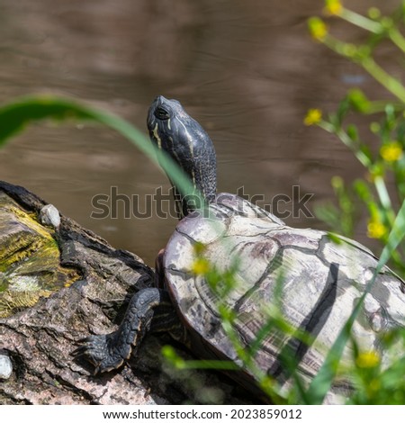 Red Eared Slider Soaking up the Sun