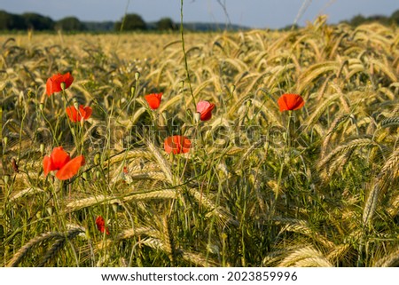 Wild poppies by the grain