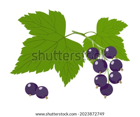 Black currant. Vector illustration of sprig, leaves and berries of black currant isolated on white background. Royalty-Free Stock Photo #2023872749