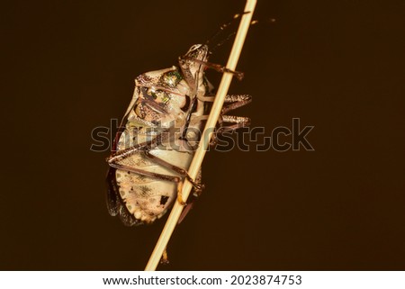 Isolated Asian bedbug of the genus Halyomorpha halys, the brown marmorated stink bug, attached to a wild plant with a natural background.