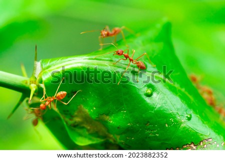 Team up fire ants on green leaf