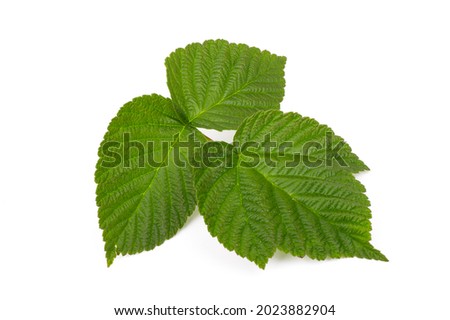 Raspberry green leaves isolated on white background.