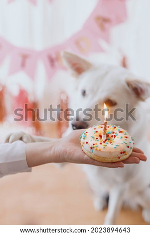 Dog birthday party. Hand holding birthday donut with candle on background of cute white dog and pink garland decorations. Celebrating adorable swiss shepherd dog first birthday