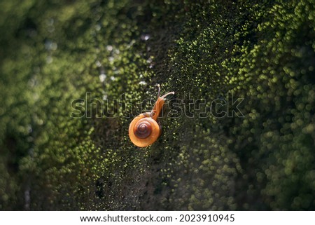 Closeup of a small Indian horntail snail (Macrochlamys indica) crawling on mossy wall. 