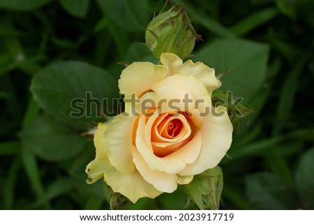 Light cream flowering rose flower om gree garden bush top view