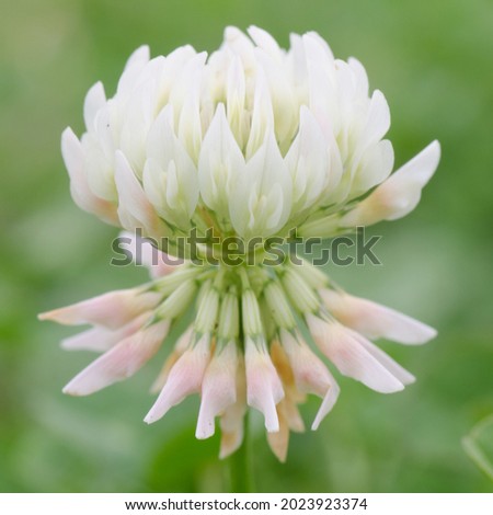 Close-up of a white clover flower tinted with green and pink.