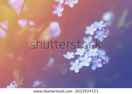 Forget me not flowers on meadow in summer time Royalty-Free Stock Photo #2023924151