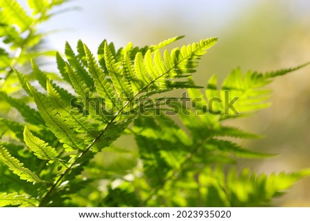 Concept of nature. Green fern leaf in the forest. Beautiful fern leaves background. Close-up, selective focus. Ecology, environment. Picture for screensaver, wallpaper. Spring background. 