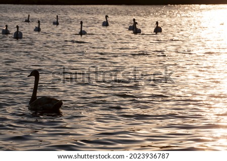 floating at sunrise one Swan, Swan in the springtime in the Golden rays during the sunrise or sunset, springtime on the lake with a lone Swan