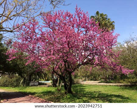 Cercis siliquastrum, commonly known as the Judas tree or Judas-tree, is a small deciduous tree native to Southern Europe and Western Asia, especially to Eastern Mediterrenean region. Royalty-Free Stock Photo #2023942751
