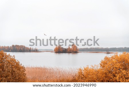 Beautiful autumn misty lake and forest wild landscape with seagulls flying. Autumn forest and lake background. Great design for any purposes.