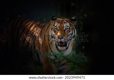 A dangerous tiger walks discreetly through the forest to find its prey, the best photo.