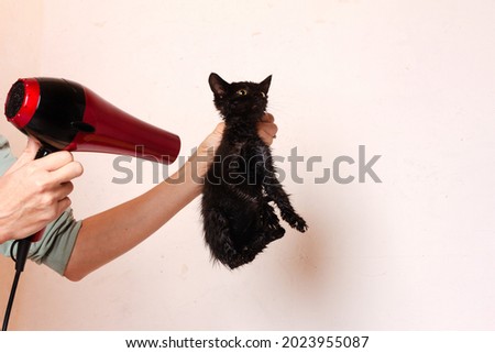 a woman dries a small black kitten wet after bathing with a hair dryer